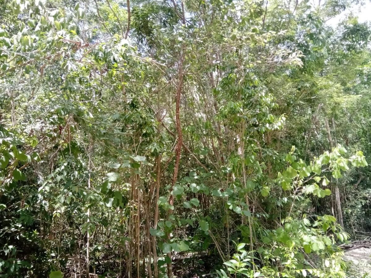 Ecolodge Uh May Francisco Uh May Bagian luar foto
